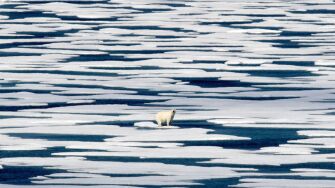 polar bear alamy .jpg
