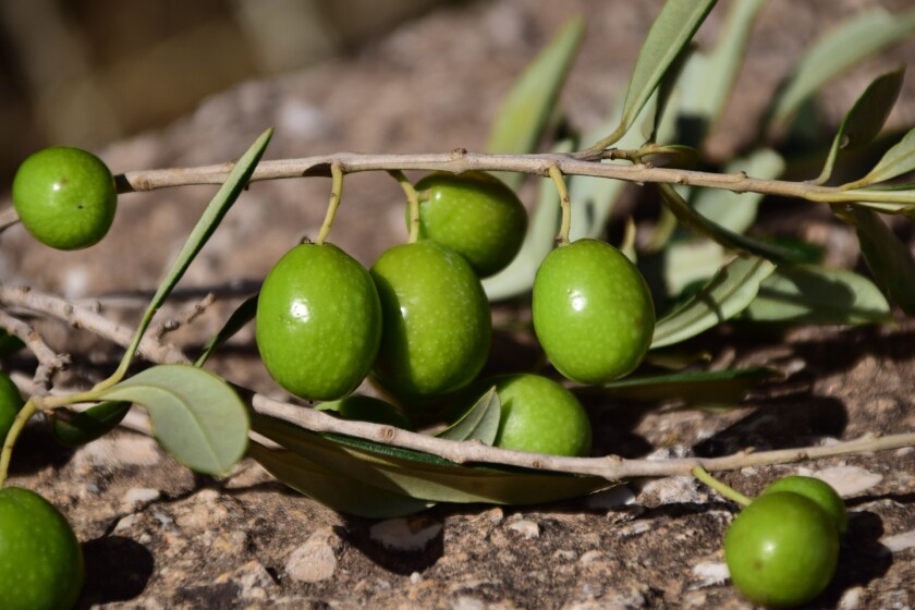 Olives - green