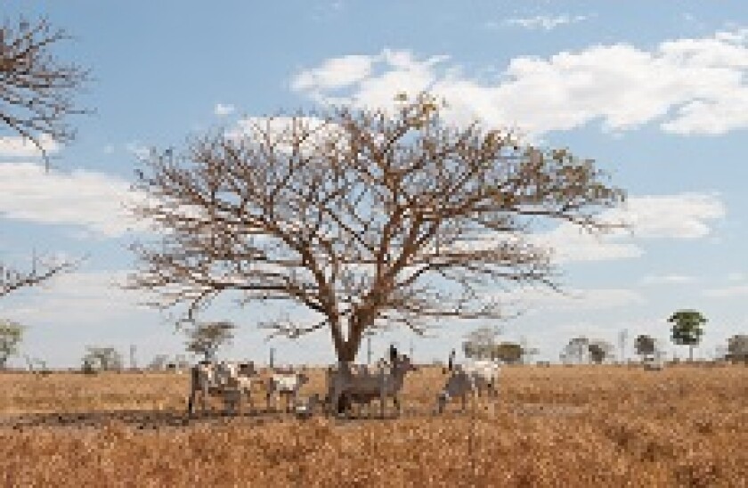 Amazoncattle_Alamy_230x150