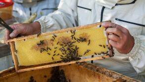 Working bees on honeycomb. Beekeeping concept. Healthy food.