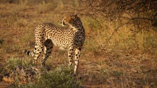 Hungry cheetah, Samburu Game Reserve, Kenya