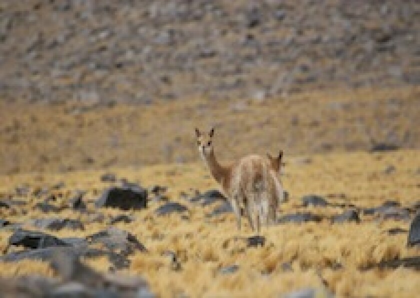 Province of Chaco, Vicuna, Argentina, Andes