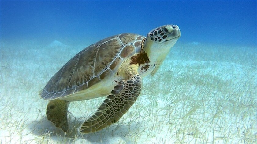 green sea turtle, Belize, coral reef, LatAm, blue bond, restructuring, TNC, 575