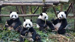 panda eating contest px230