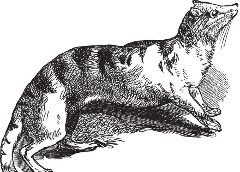 civet.jpg