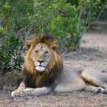 A male lion reclines on the ground and looks casually to the side with green bushes in the background in the Masai Mara of Kenya