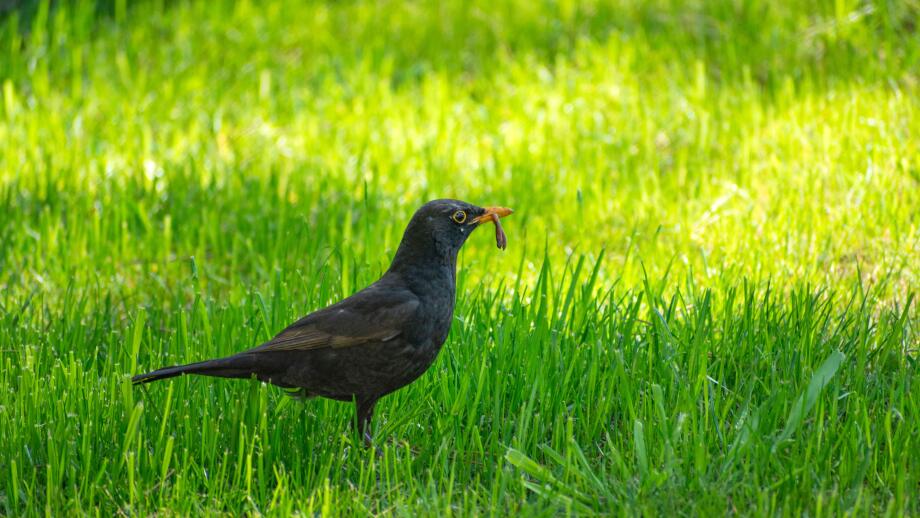 Common blackbird with a worm in its beak, April view