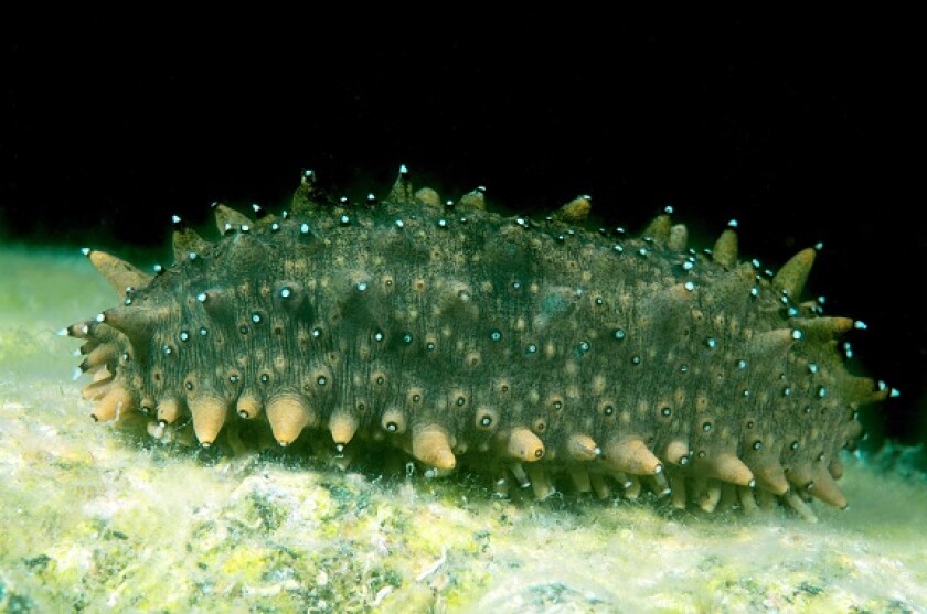 Sea cucumber marine life aquaculture from Alamy 19Mar21 575x375