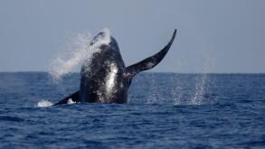 Humpback Whale (Megaptera novaeangliae), breaching at sea near Ogasawara Islands, Japan May 2015