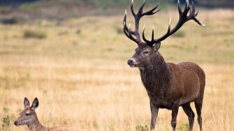 Red Deer - Cervus Elaphus - stag and hind in Richmond Park, UK