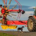 Farm equipment and a dog, Iceland