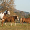 Trio of diverse horse pals at Proud Spirit Horse Rescue Arkansas
