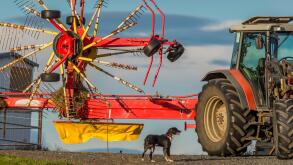 Farm equipment and a dog, Iceland