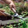 Man with garden shears cutting bushes and trees in the garden