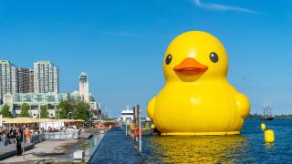 Giant Rubber Duck to Celebrate Canada's 150th Anniversary, Toronto, Canada - June 30, 2017
