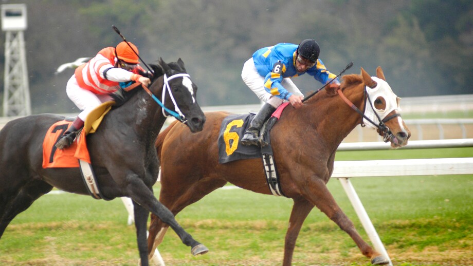 Thoroughbred Horse Race Tampa Bay Downs Florida