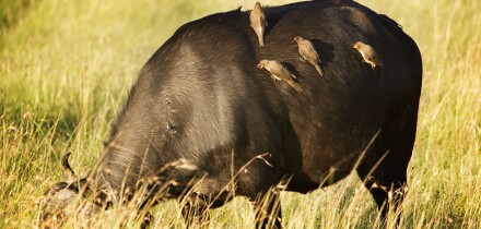 Buffalo with Ox peckers on the Masai Mara Kenya