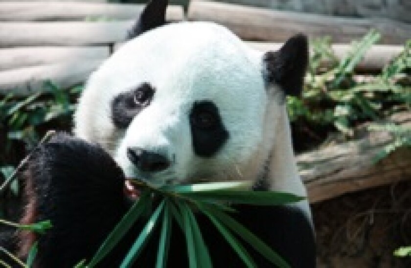 Panda_bamboo_230px