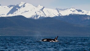 View of an Orca Whale surfacing to breath in Lynn Canal, Southeast Alaska, Summer