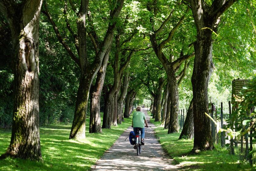 Cyclist on avenue at Lohrberg, Frankfurt green belt, Hesse, Germany