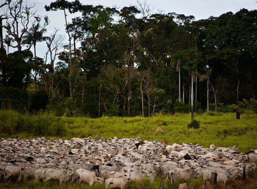 Brazil cattle deforestation from Alamy 19Jan23 575x375