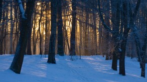 Winter sunset in snow covered wood