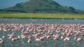 Flamingos in a lake, Amboseli National Park, Kenya, East Africa, Africa