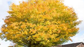 Golden top crown of an ancient Caucasian Elm tree in a private garden in Bromham Wiltshire England UK