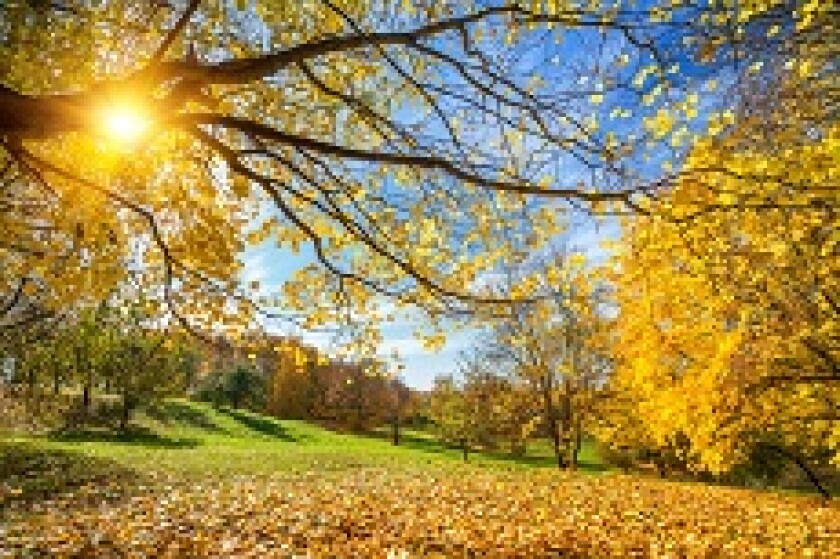 Autumn sunshine from Alamy 29Nov19 230x150