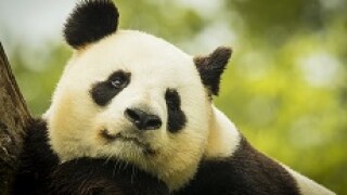 panda_thinking_230px