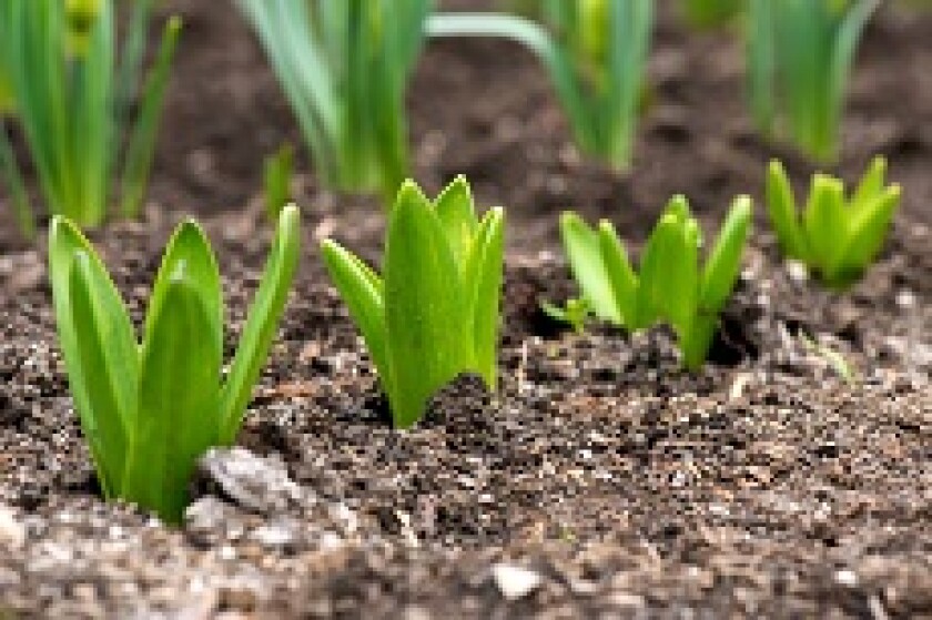 Daffodils