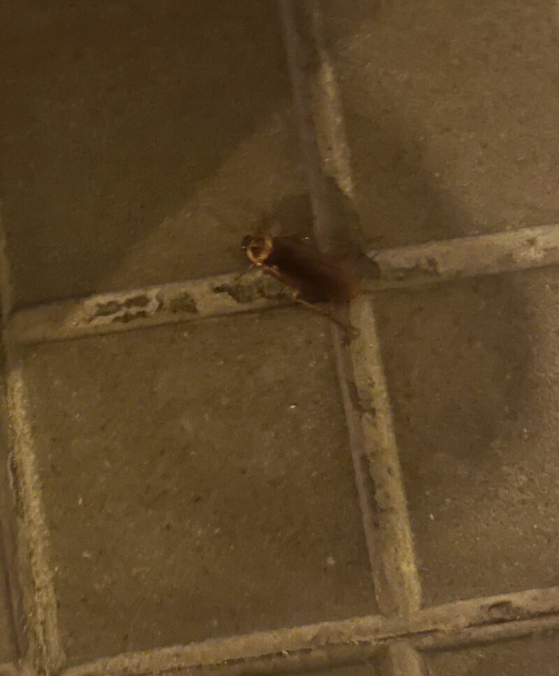 cockroach.jpg