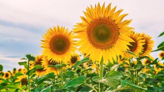 Blooming sunflowers. Colorful sunflower field. Sunflower oil source.
