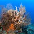 Coral block with deep sea black sea fan (Iciligorgia schrammi), various sponges and corals, Caribbean Sea, Santiago de Cuba, Santiago de Cuba. Image shot 2020. Exact date unknown.