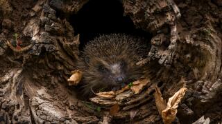 Hedgehog (Scientific name: Erinaceus Europaeus). Wild, native, European hedgehog waking up after hibernation and emerging from a fallen log. Landscape