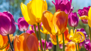 Tulips Alamy 04Apr24.png