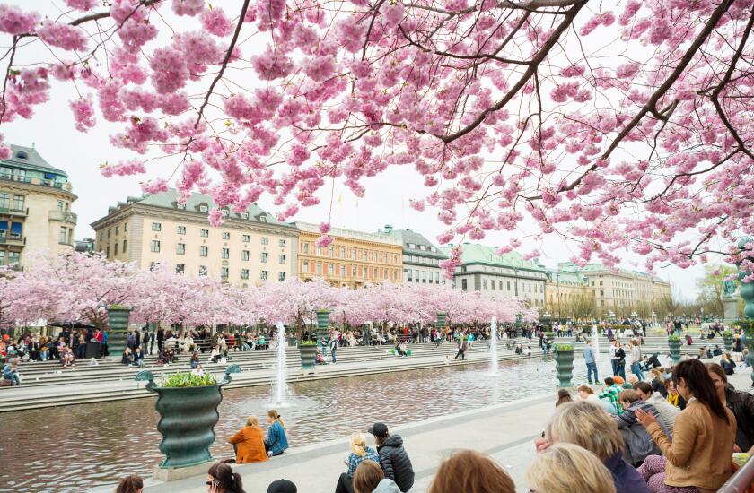 Sweden, Stockholm, Kungstradgarden, People walking under blossoming trees