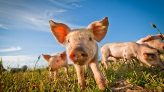 One cute pig curious on the camera adobe