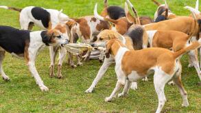 Wedemark, Germany. 17th Oct, 2021. Dogs of the Lower Saxony pack (English Foxhound) fight over the curee, which they receive as a reward after finishing the hunt. Since no game is shot during this hunt, the curee consists of cattle pans. The Hubertus hunt