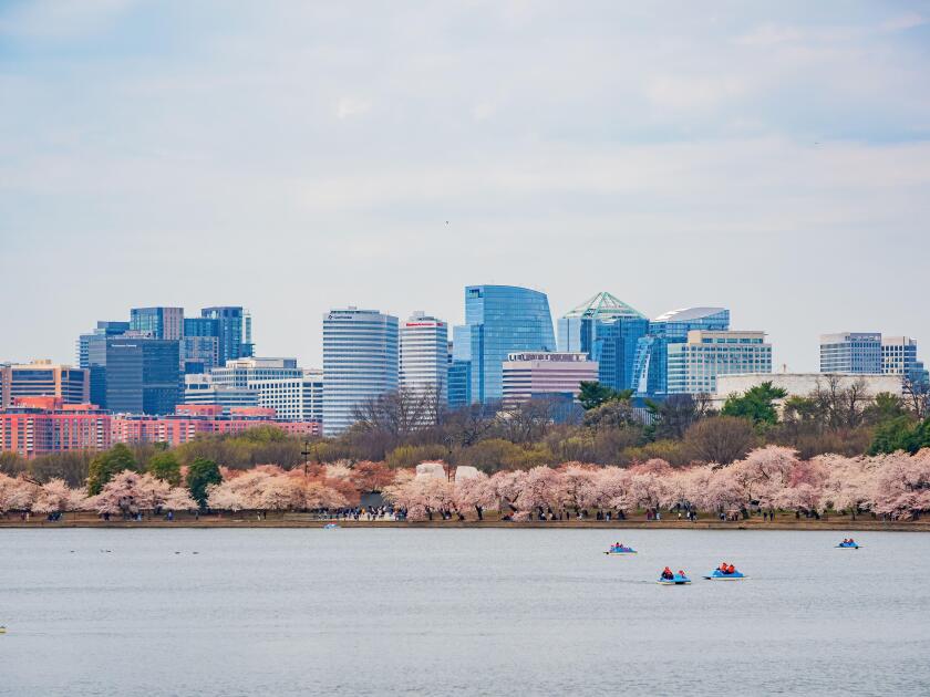 Washington DC, MAR 31 2022 - Beautiful skyline of downtown with cherry blossom