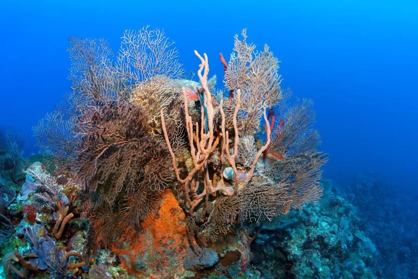 Coral block with deep sea black sea fan (Iciligorgia schrammi), various sponges and corals, Caribbean Sea, Santiago de Cuba, Santiago de Cuba. Image shot 2020. Exact date unknown.