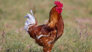 Domestic chicken (Gallus gallus domesticus), free range rooster / cock in grassland