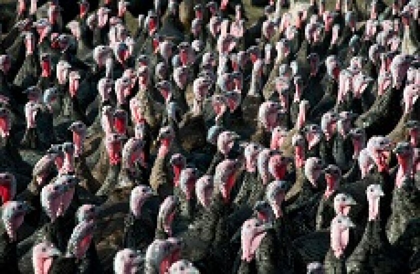 Turkey_Flock_Alamy_230x150_191119