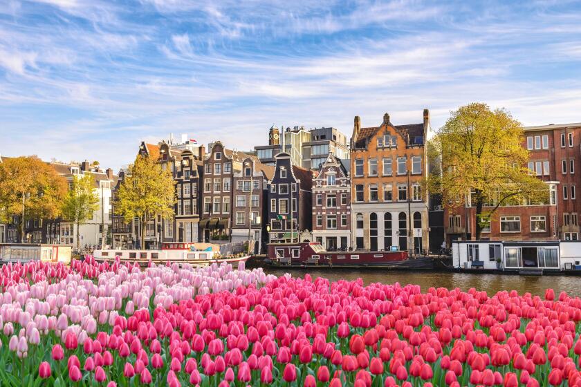 Amsterdam Netherlands, city skyline Dutch house at canal waterfront with spring tulip flower. Image shot 02/2019. Exact date unknown.