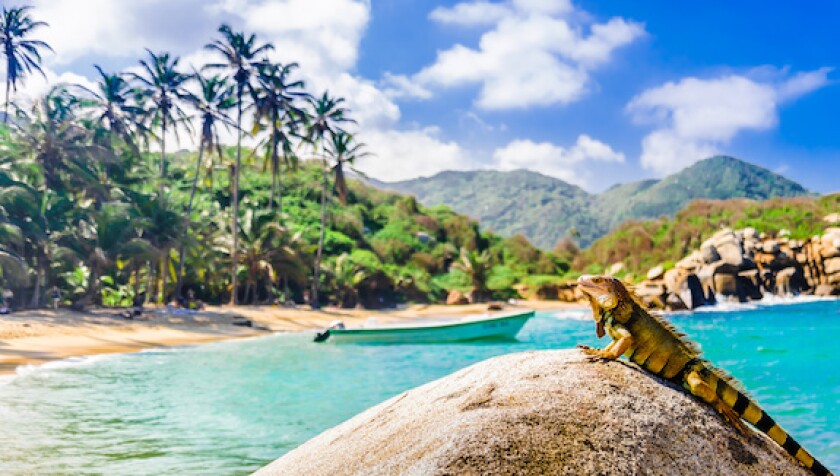 Colombia, Parque Tayrona, iguana, Caribbean, sea, environment, forest, LatAm, 575