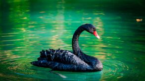 black swan.jpeg