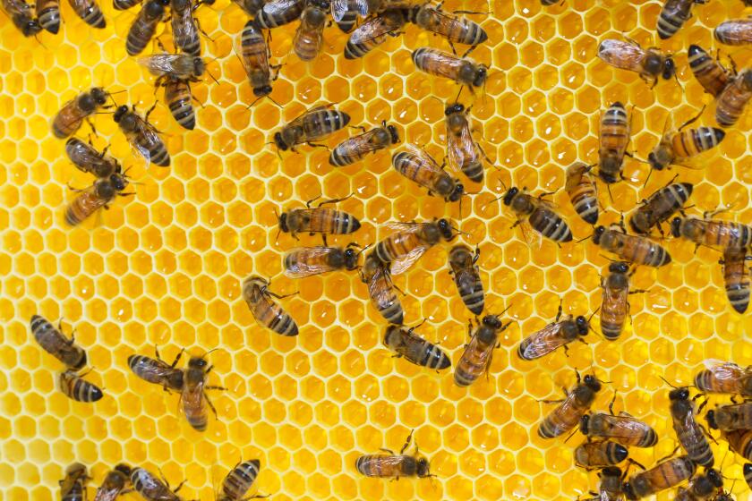 Working bees on honey cells