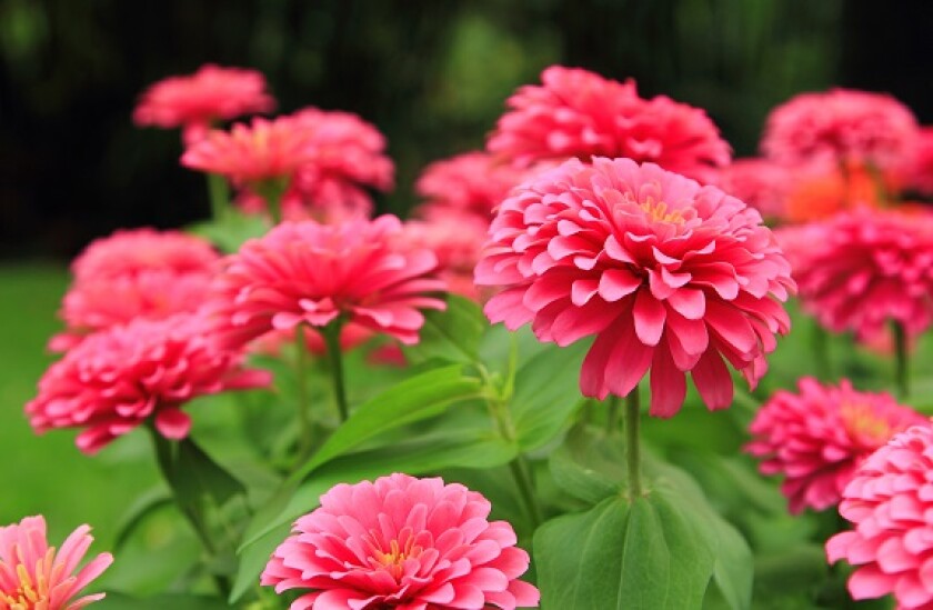 zinnia adobe stock 575x375