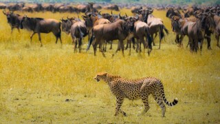 Cheetah hunting from Alamy 6Mar25 575x375.jpg
