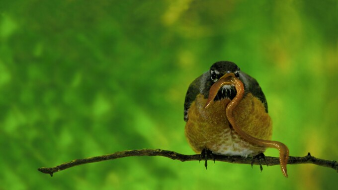 Early bird: American Robin (Turdus migratorius) on branch feeding on live worm, June USA